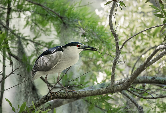 349 Black-crowned night-heron (Nycticorax nycticorax) - SC