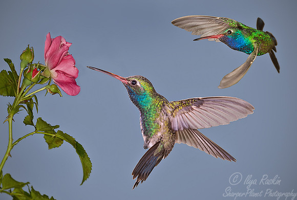 023 Broadbill male - AZ
