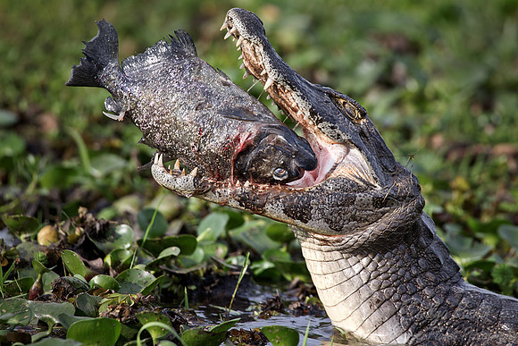 062 Yacare caiman (Caiman yacare) with Pirana - Ibera Wetlands Argentina