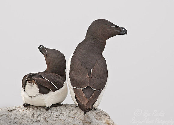 033 Razorbill (Alca torda) - Machias Seal Island_Canada