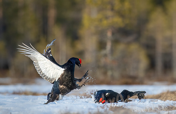 055 Black grouse (Lyrurus tetrix) - Finland