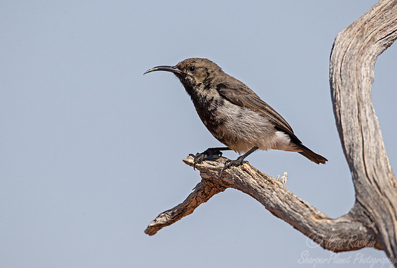 169 Dusky sunbird (Cinnyris fuscus) - Kgalagadi Transfrontier Park SA
