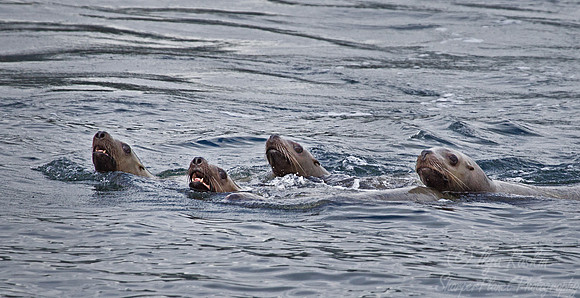 083 Steller Sea Lions (Eumetopias jubatus) - AK