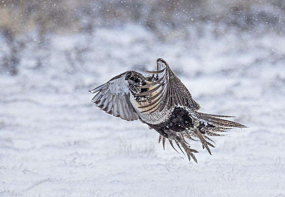 070 Greater sage-grouse (Centrocercus urophasianus) - CO