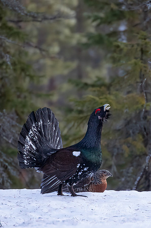 077 Capercaillie female (Tetrao urogallus) - Finland