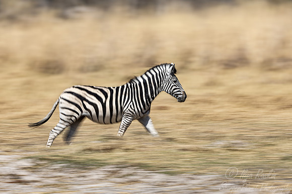 157 Burchell's zebra (Equus quagga burchellii) - Botswana
