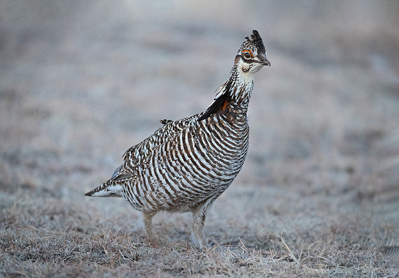 024 Greater prairie chicken (Tympanuchus cupido) - CO