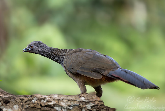 619 Sickle-winged guan (Chamaepetes goudotii) - Colombia cloud forest