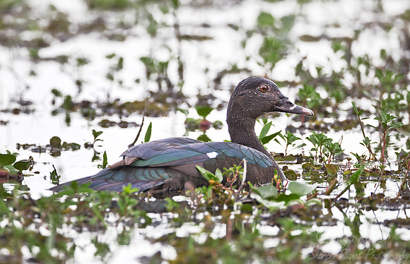 074 Muscovy Duck (Cairina moschata) - Ibera Wetlands Argentina