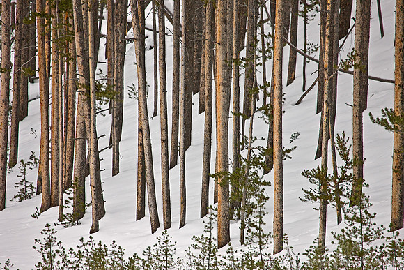 045_Yellowstone in winter