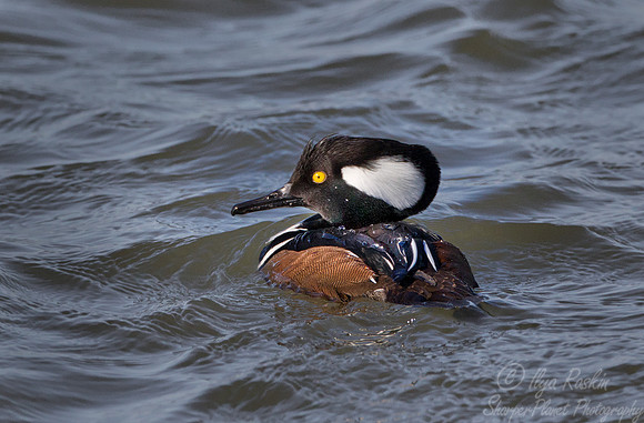 084 Hooded Merganser (Lophodytes cucullatus) - NJ