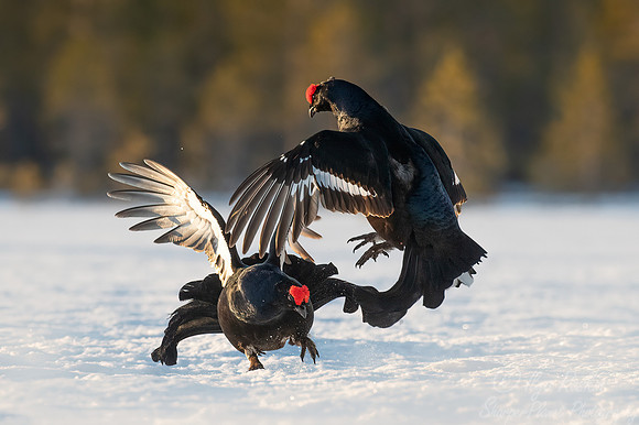 049 Black grouse (Lyrurus tetrix) - Finland