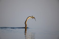 167 African darter (Anhinga rufa) - Botswana