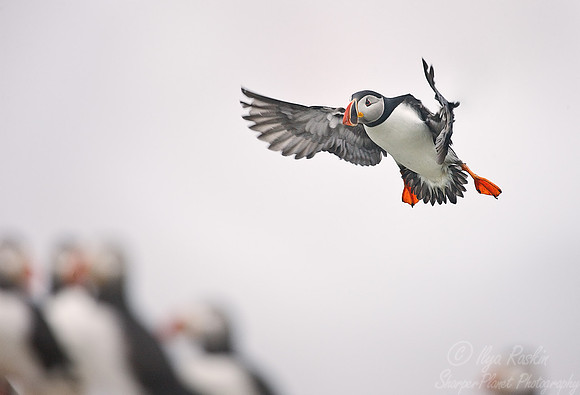 008 Atlantic Puffins (Fratercula arctica) Machias Seal Island - Canada