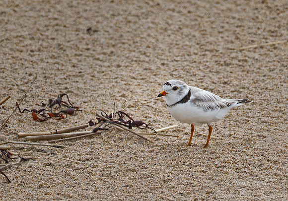 113 Piping Plover (Charadrius melodus) - ME