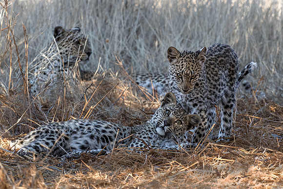 208 Leopard cubs with mom (Panthera pardus) - Kgalagadi Transfrontier Park SA
