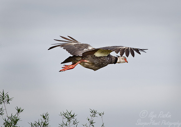 066 Southern Screamer (Chauna torquata) - Ibera Wetlands Argentina