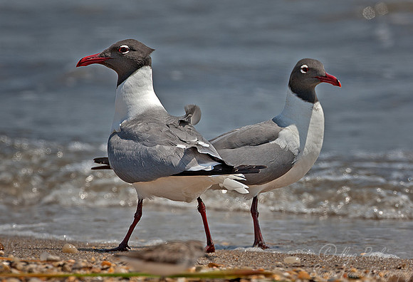 029 Laughing Gulls (Larus atricilla) - DE