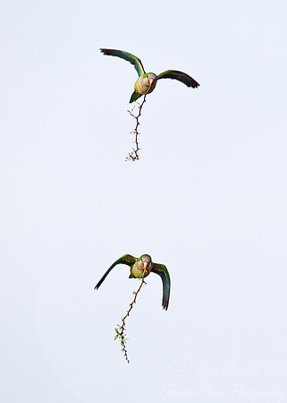 071 Grey-hooded Parakeet (Psilopsiagon aymara) - Ibera Wetlands Argentina