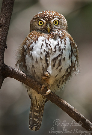 070 Pearl-spotted Owlet - Kenya
