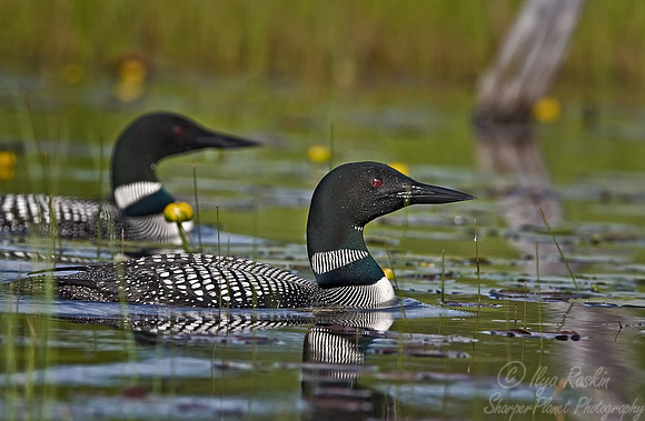 049 Common Loon - MI