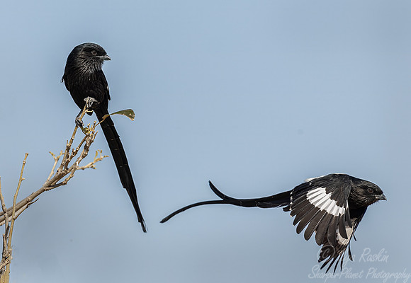 205 Magpie shrike (Lanius melanoleucus) - Botswana