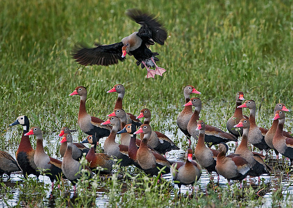 049 Black bellied and White faced whistling Ducks - Pantanal Brazil