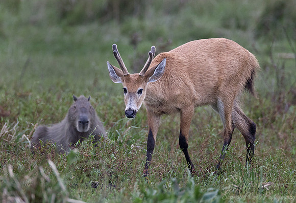 111  Marsh Deer (Blastocerus dichotomus) and Capybara - Ibera Wetlands Argentina