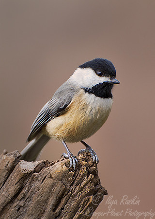 079 Black-capped Chickadee  (Poecile atricapillus) - NJ
