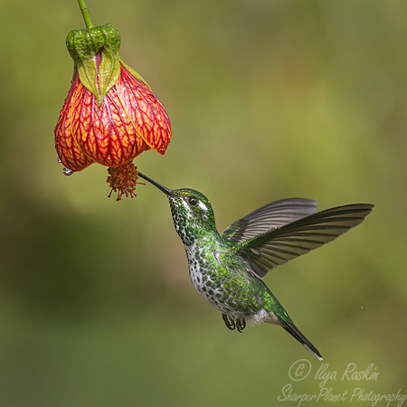 533 Purple-bibbed whitetip female (Urosticte benjamini) - Ecuador