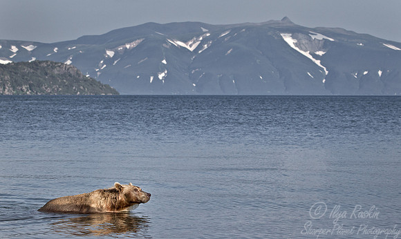 042 Brown Bear (Ursus arctos) - Kamchatka Russia