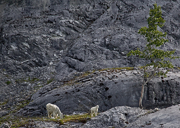 090 Mountain Goat (Oreamnos americanus) - AK