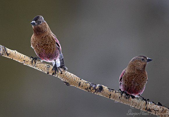 129 Gray-crowned rosy finch (Leucosticte tephrocotis) - CO