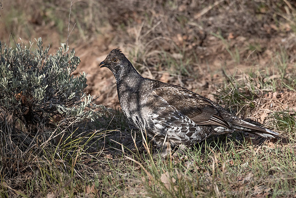 101 Dusky grouse (Dendragapus obscurus) - CO