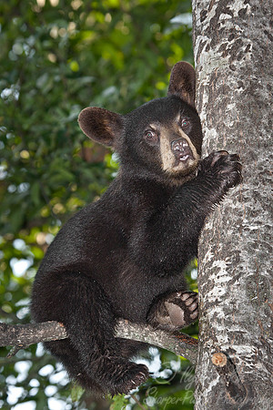 017_American Black Bear (Ursus americanus)_MN