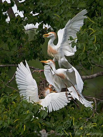 126 Cattle Egrets (Bubulcus ibis) - LA