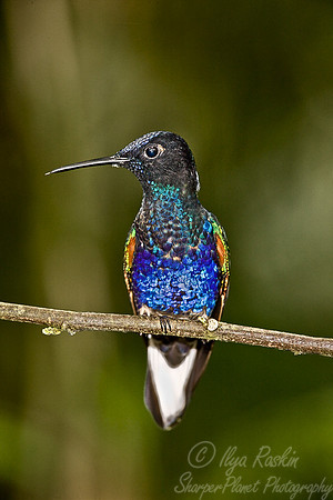 048 Velvet-purple Coronet - Ecuador