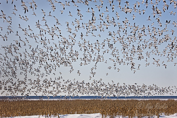 006 Snow Geese  (Chen caerulescens)  Blackwater NWR - MD
