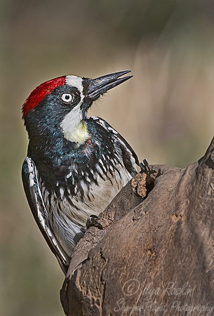 022 Acorn Woodpecker - AZ