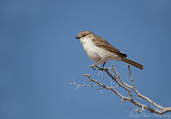 172 Marico flycatcher (Melaenornis mariquensis) - Kgalagadi Transfrontier Park SA