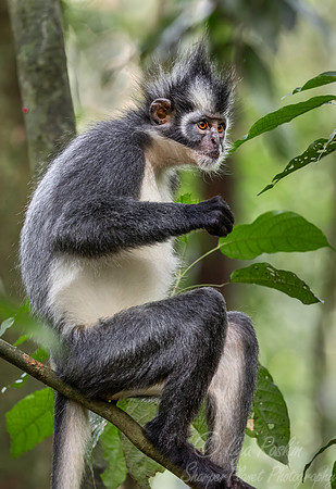 226 Thomas's langur (Presbytis thomasi) - Sumatra Indonesia