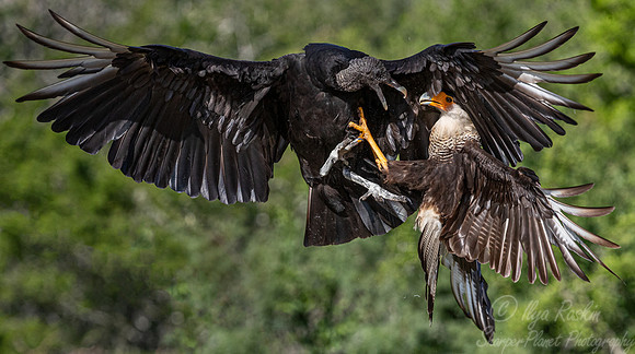 372 Black vulture (Coragyps atratus) and Crested caracara (Caracara plancus) - TX