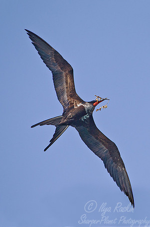 075 Magnificent Frigatebird (Fregata magnificens) Galapagos Ecuador