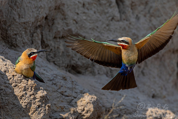 191 White-fronted bee-eaters (Merops bullockoides) - Botswana
