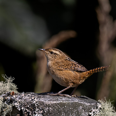 580 Grass wren (Cistothorus platensis) - Colombia cloud forest