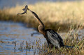 166 African darter (Anhinga rufa) - Botswana