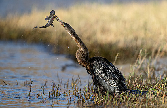 166 African darter (Anhinga rufa) - Botswana