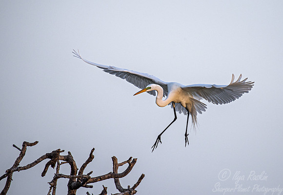 318 Great egret (Ardea alba) - TX