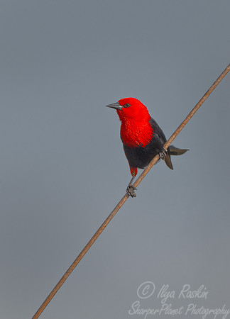 081 Scarlet-headed Blackbird (Amblyramphus holosericeus) - Ibera Wetlands Argentina