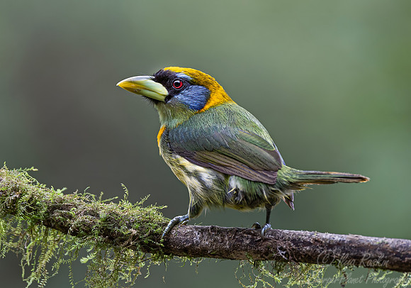 638 Red-headed barbet female(Eubucco bourcierii) - Ecuador.
